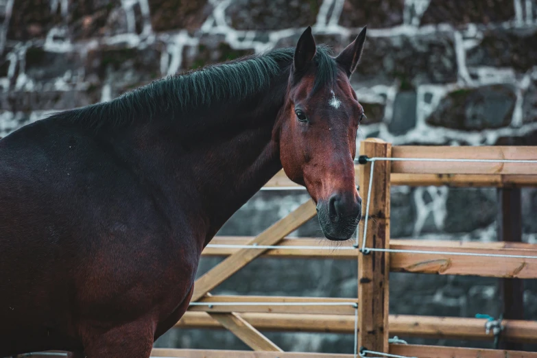 a horse sticking its head over the top of a fence