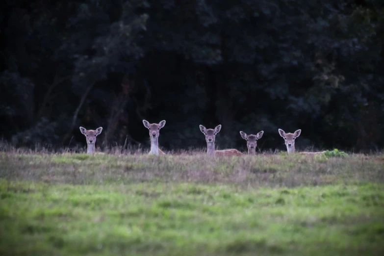 a group of three deer standing next to each other on a lush green field