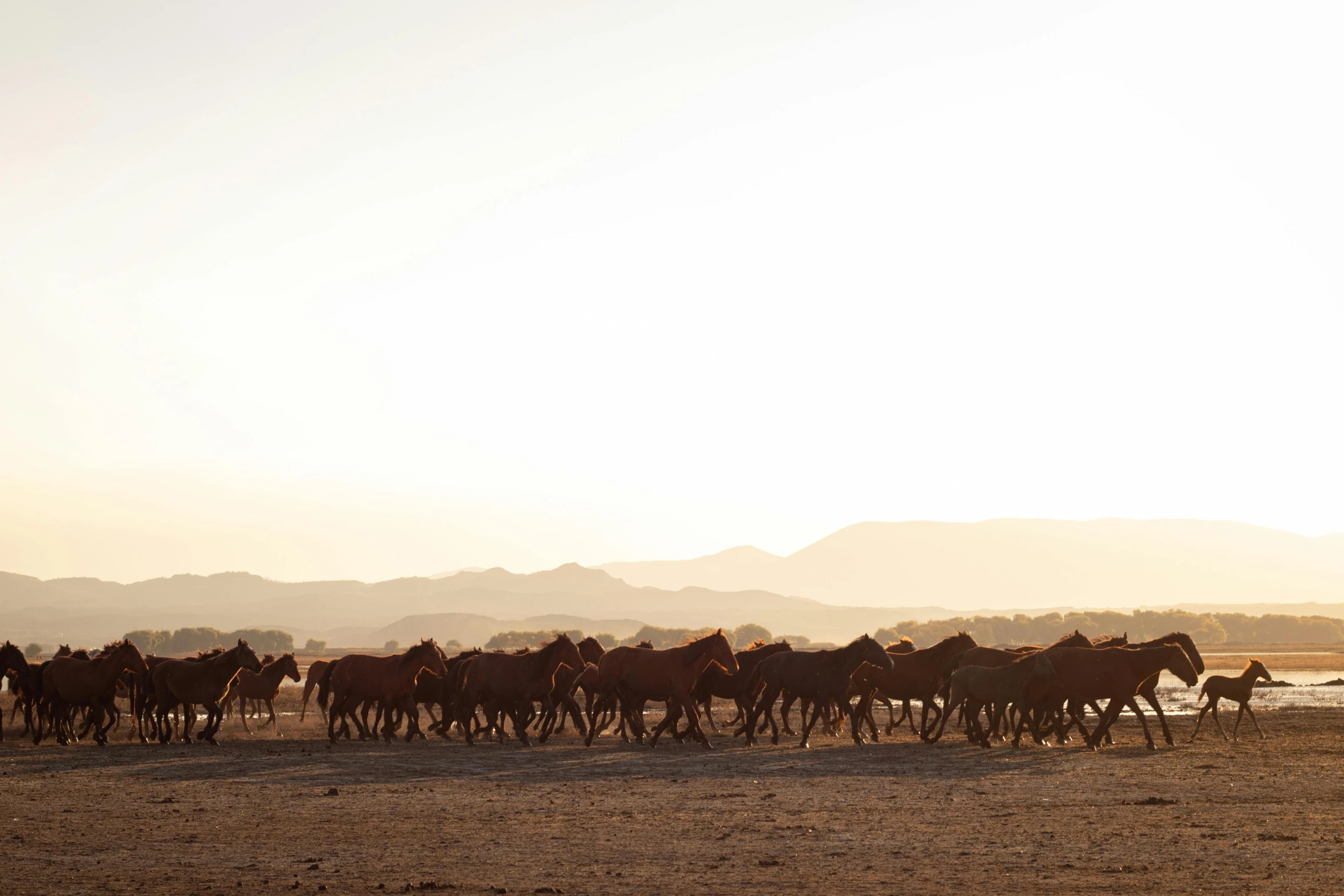 horses are running through the desert area together