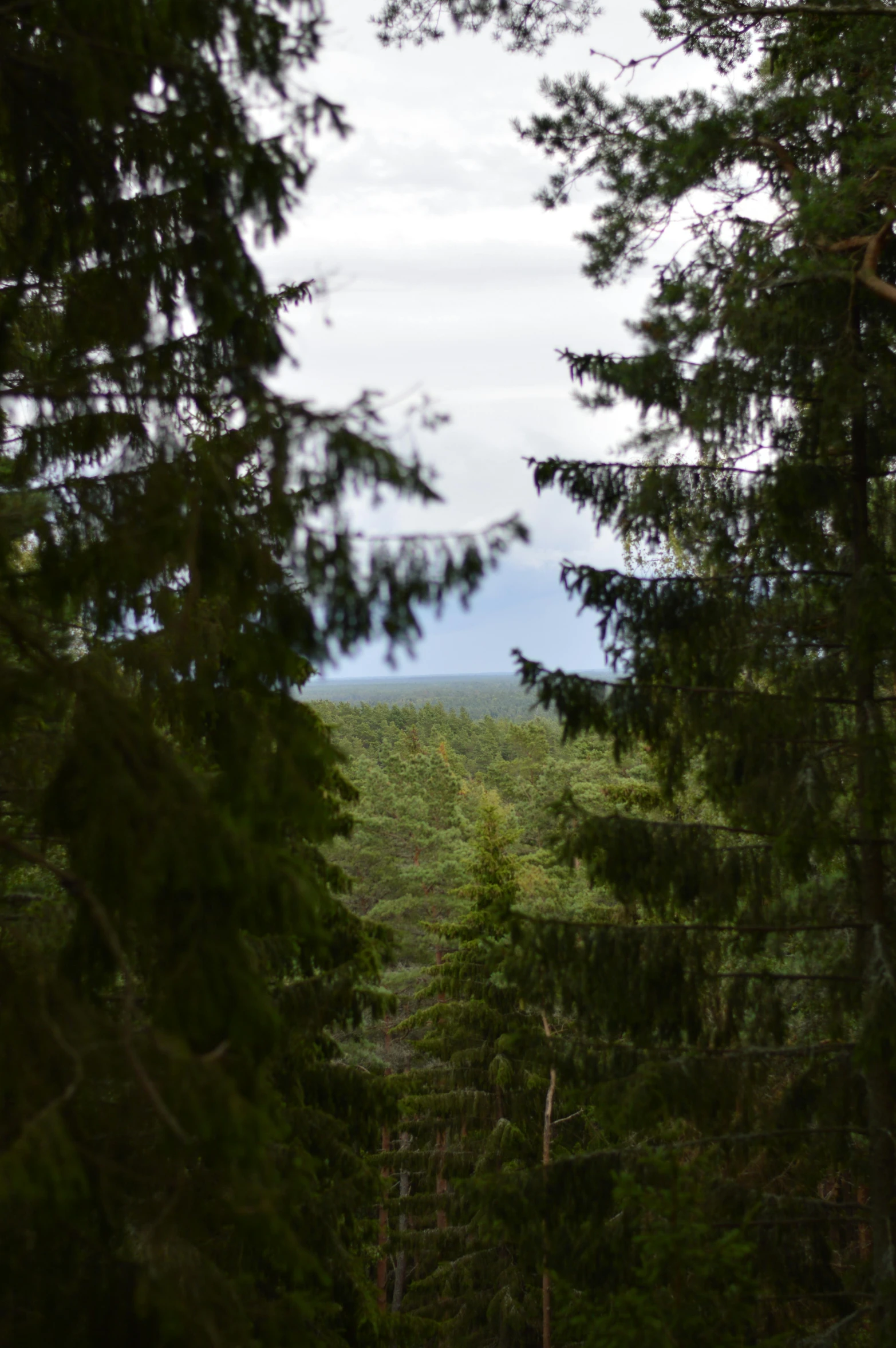 view from behind looking through some trees at the forest