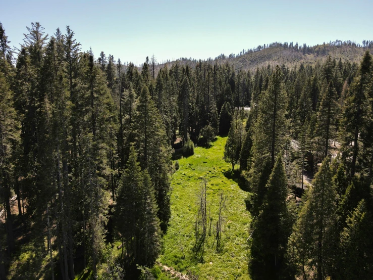 view from a very high point of the forest with many tall trees