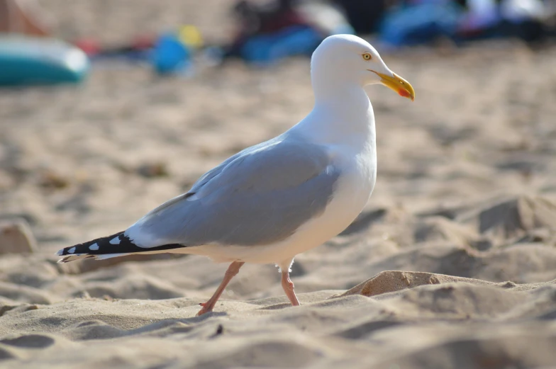a seagull on the beach is looking at the sand