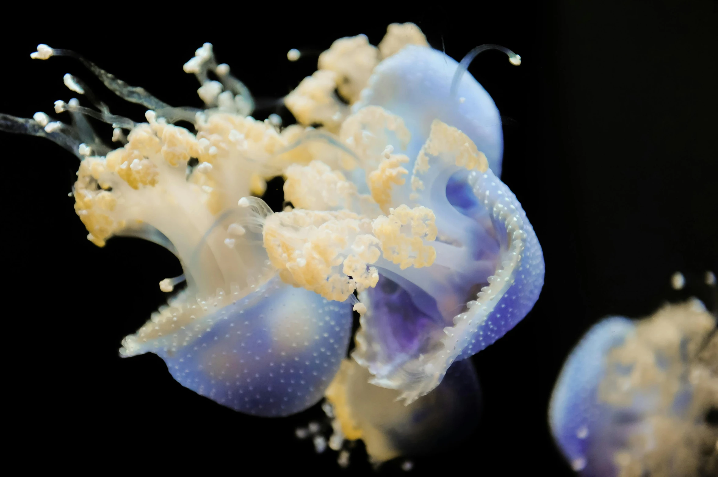 close up po of an upside down jellyfish