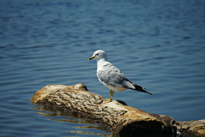 a white and grey bird sitting on top of a log in the water