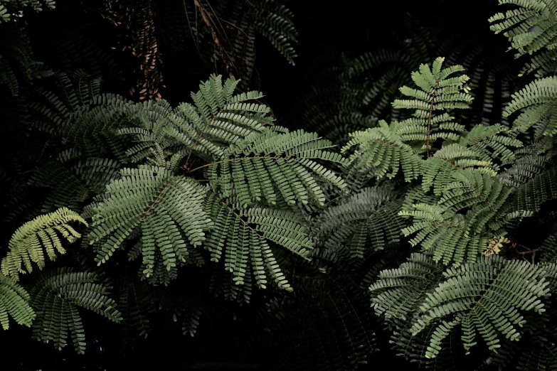 the nches of the trees are full of green leaves