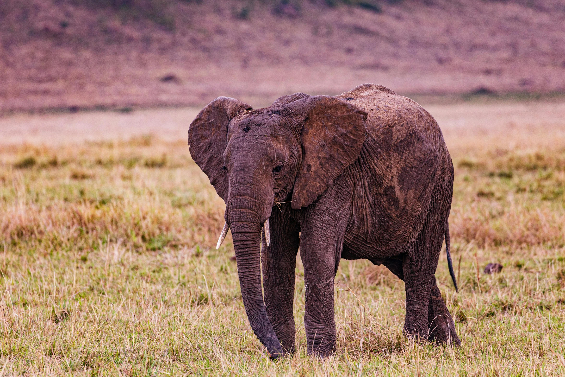 an elephant walking alone on the prairie plain