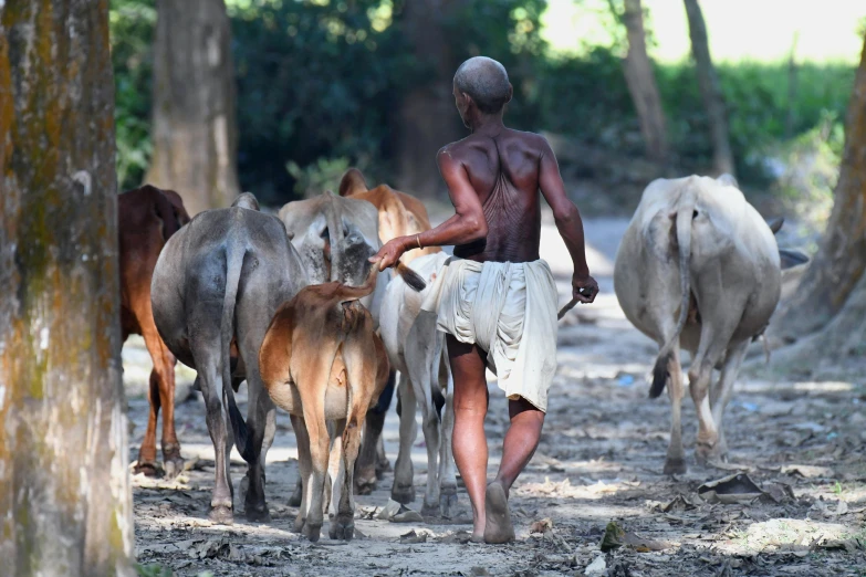 a man walking next to many cows in the dirt