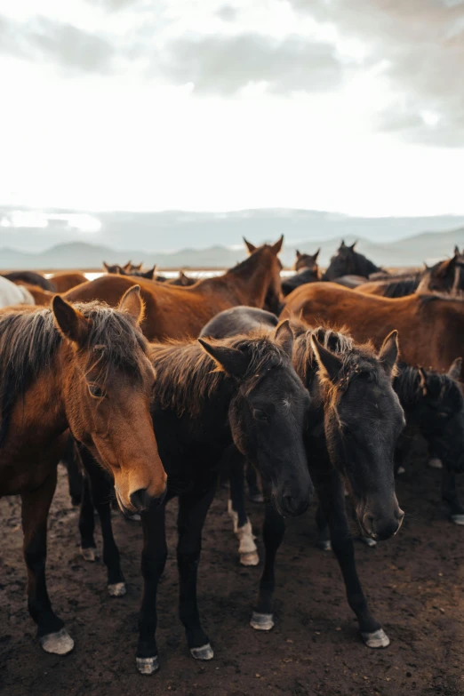 large group of black and brown horses standing together