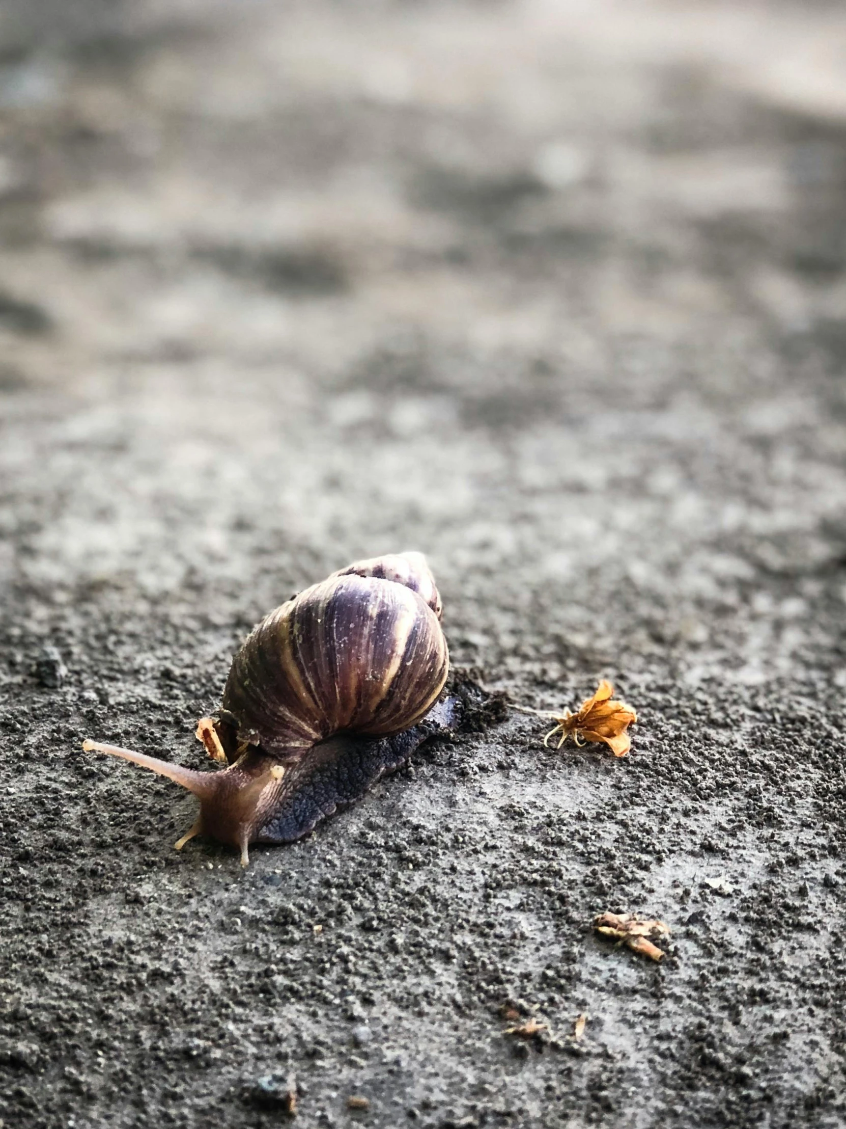 an image of a snail with its face in the sand