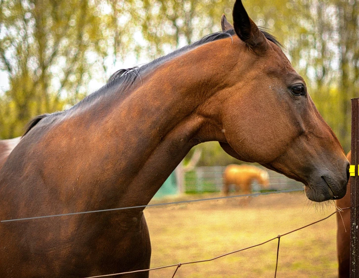 brown horse next to a fence with trees in the background