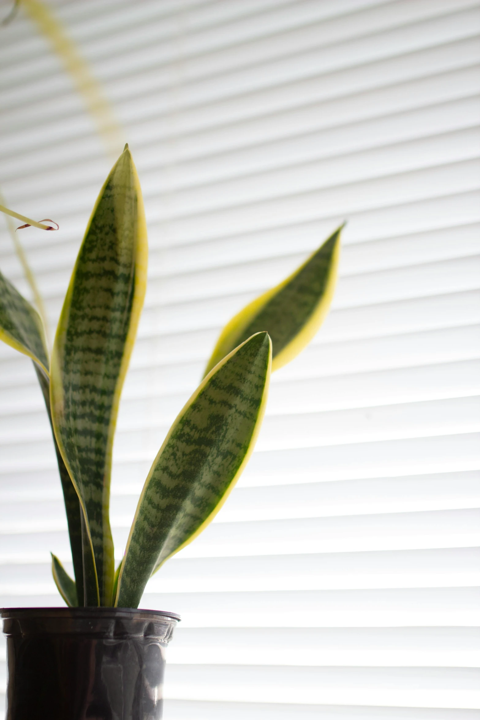 a close - up of a green plant with a shadow