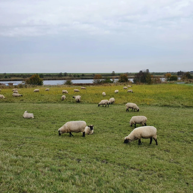 a herd of sheep grazing in a grassy field