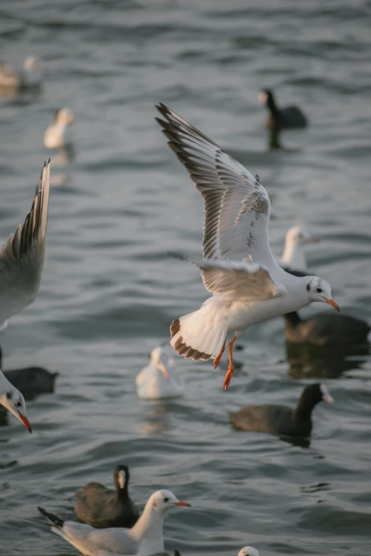 seagulls flying over the water, and several onlookers below