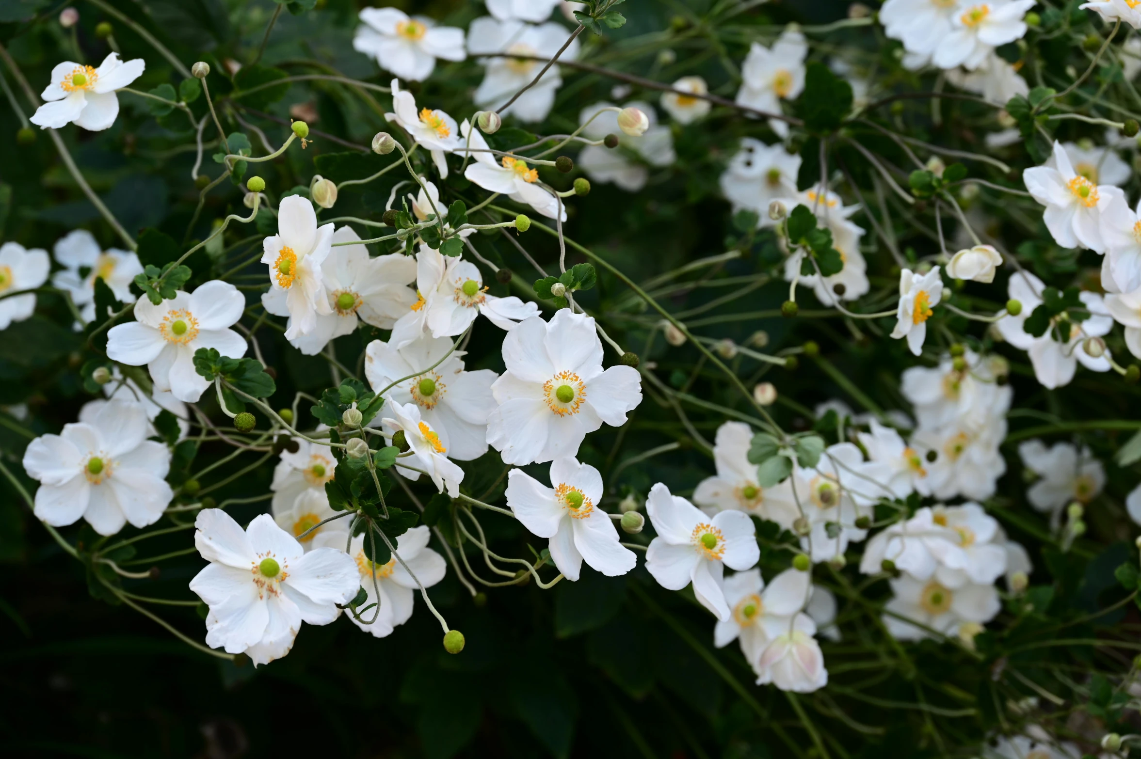 a cluster of flowers with white petals on it