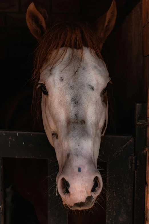 the horse has brown hair and is sticking its head over the fence