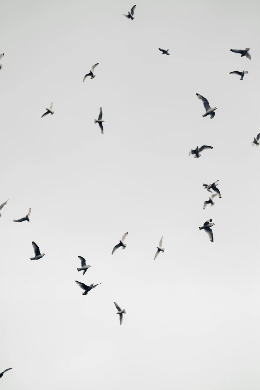 many birds in the air with one large bird flying above