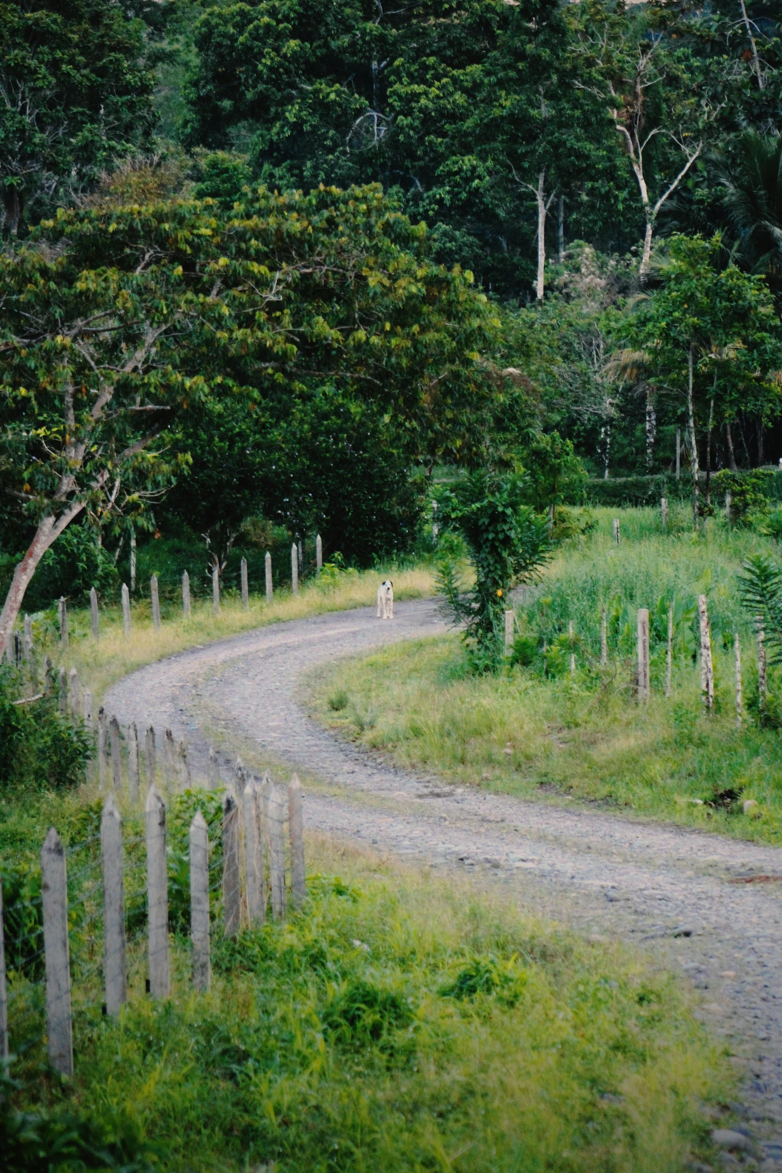 there is a single sheep walking along the trail