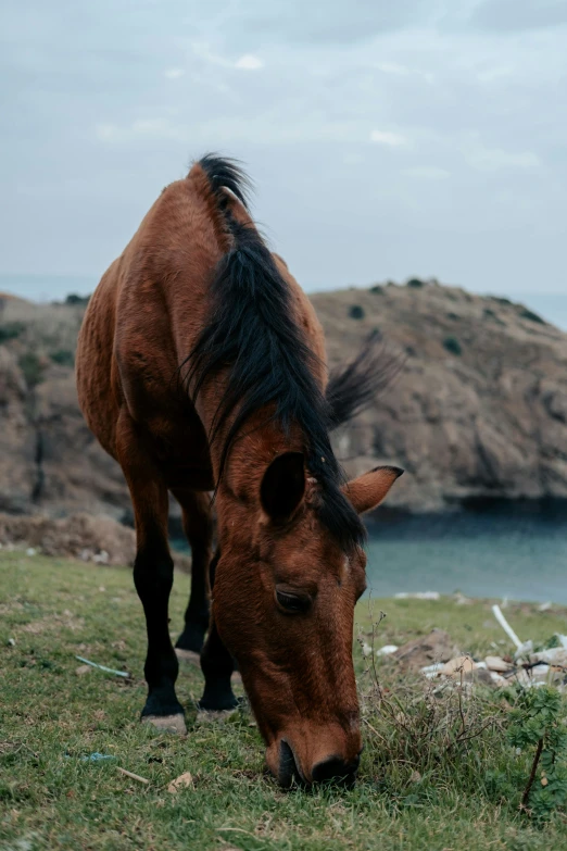 a horse in a grassy area eating grass next to a body of water