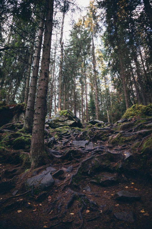 a trail surrounded by tall trees on top of a hill