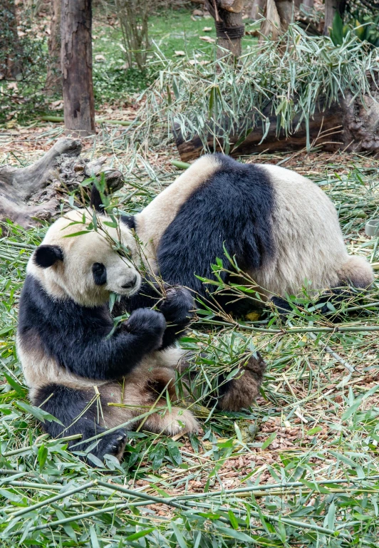 a panda is sitting in the grass with a nch