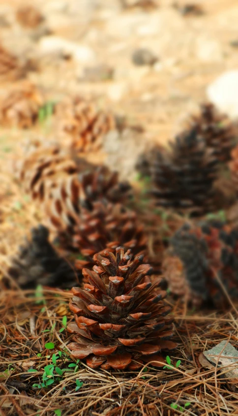 a pine cone sitting on the ground in a forest