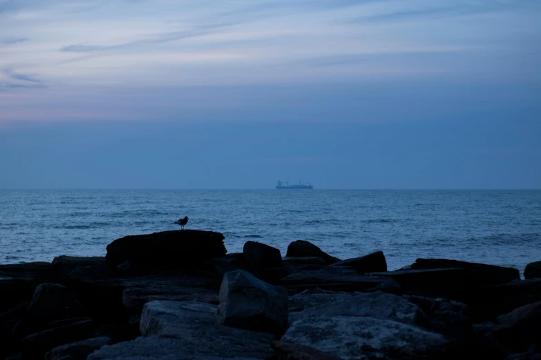 a lone bird is standing on some rocks at night