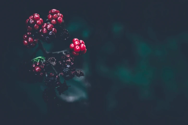 berries and leaves with green background