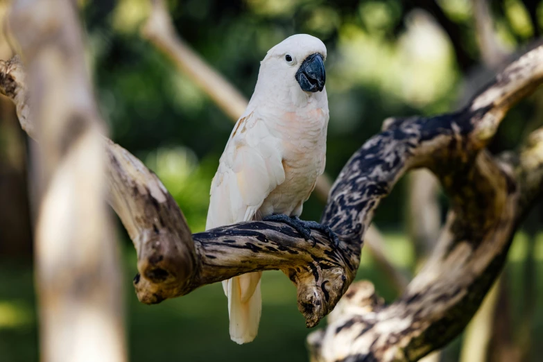 a very pretty bird sitting on a nch