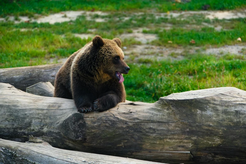 a bear sitting on top of a log in the grass