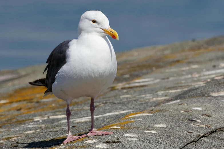 a small white and black bird is sitting on some concrete