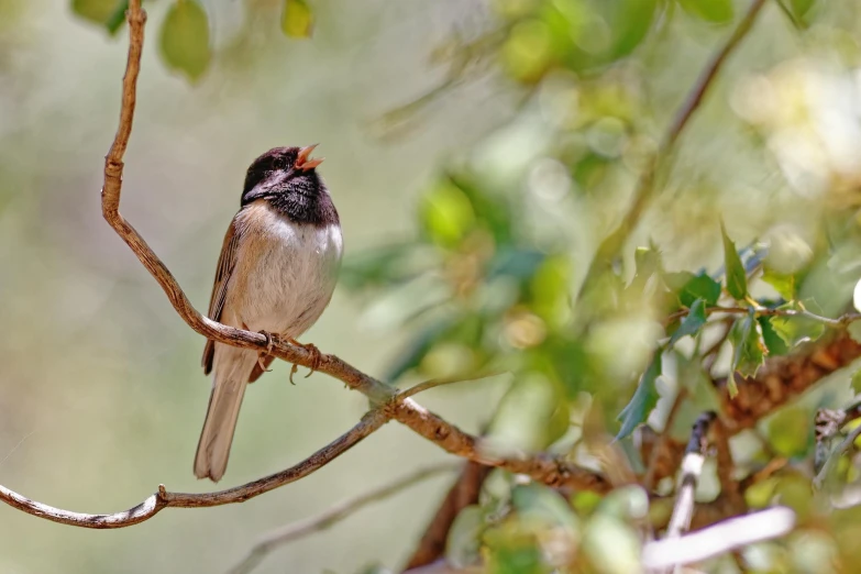 a small brown bird perched on a tree nch