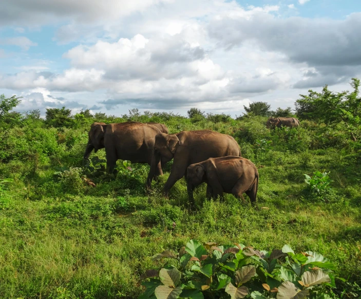 a pair of elephants are grazing together in the middle of a field