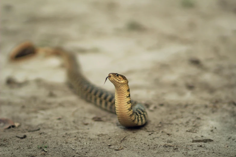 a brown snake is on the ground, facing up