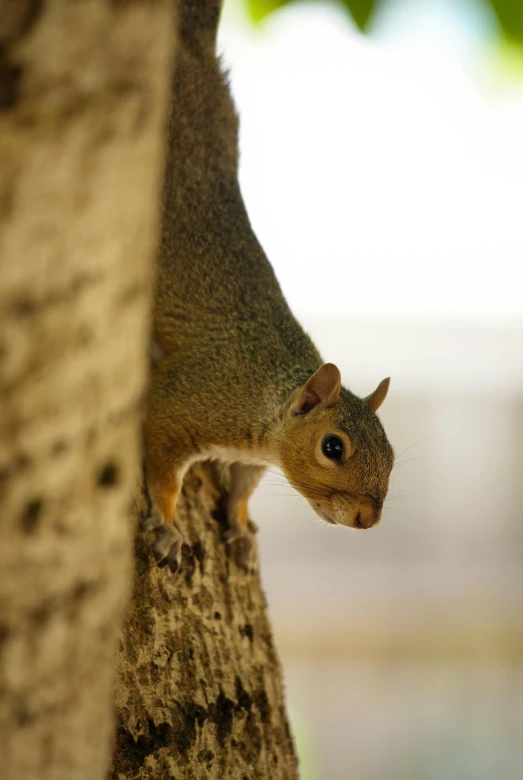 a squirrel is perched on the top of a tree