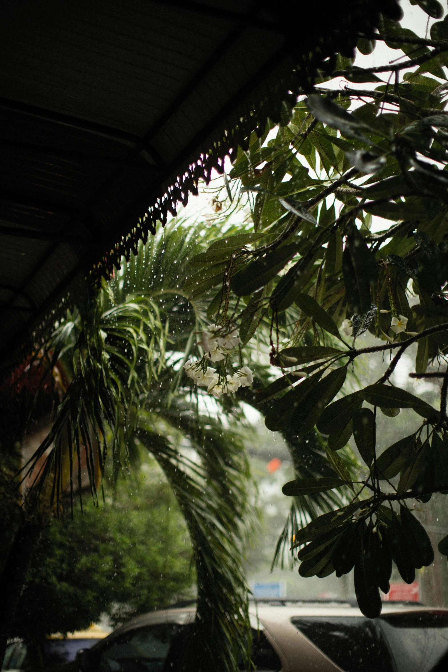 a view of a lot of trees from inside a building