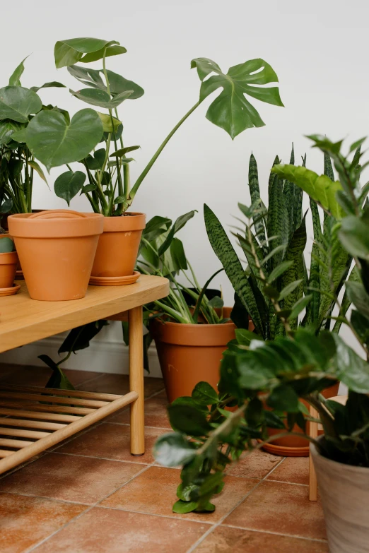 a bunch of plants on a shelf sitting next to each other