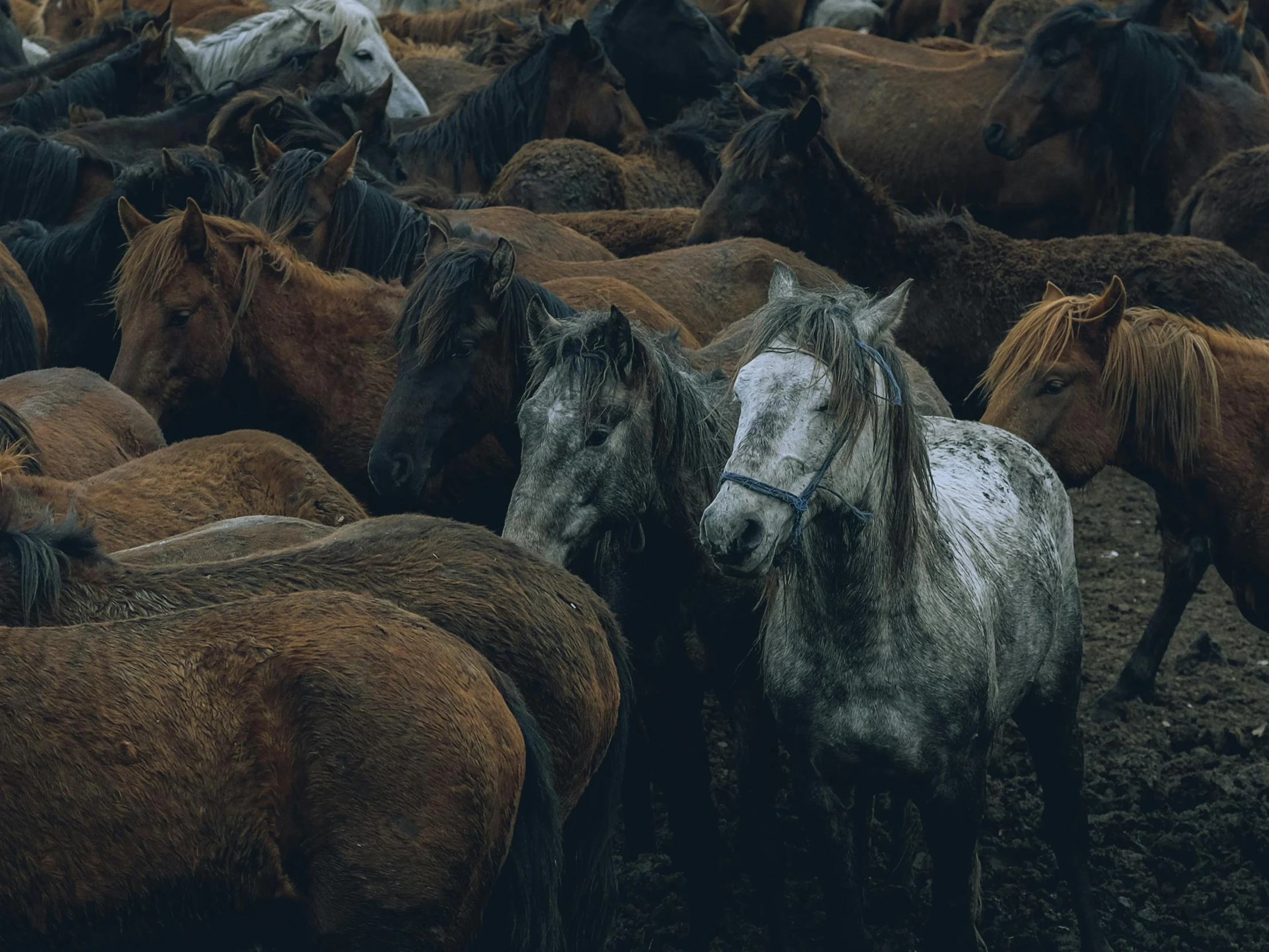 many brown and black horses are together on the muddy ground