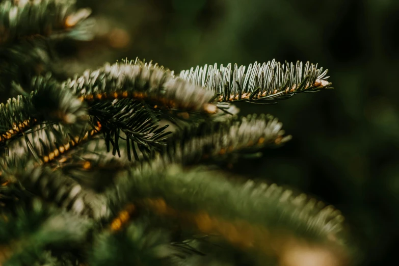 closeup of needles on a pine tree