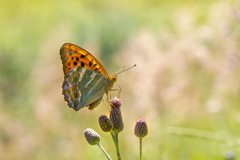 a small erfly on top of a flower