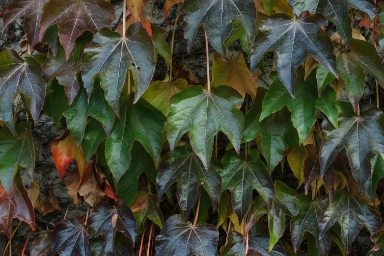 ivy growing on a wall in front of trees