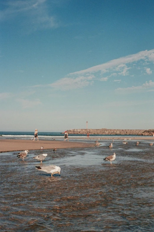 some birds are sitting in the shallow water