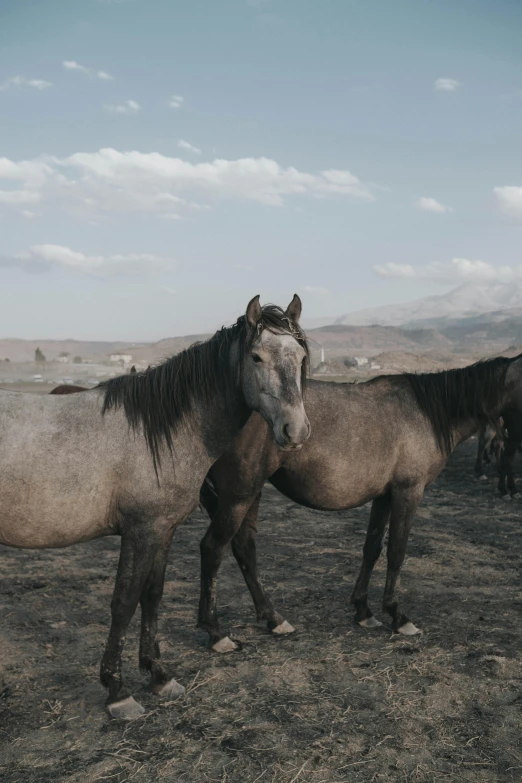 two horses standing next to each other in an open field