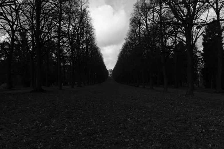 a line of trees with the sky in the background