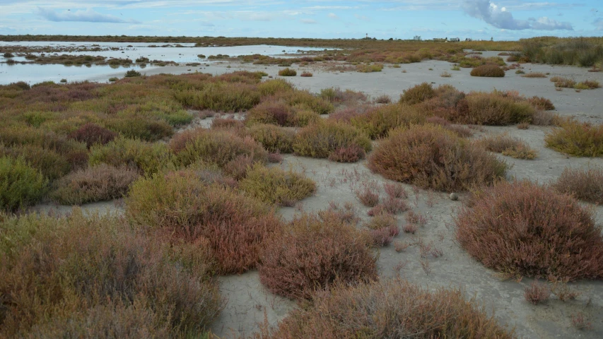 an area that has little vegetation in it