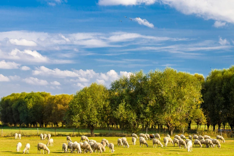 several sheep stand together in a green field