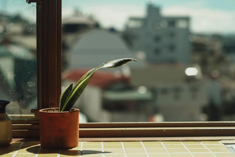 a small green plant is sitting by a window