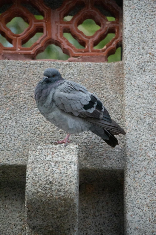 a bird standing on a stone block on the wall