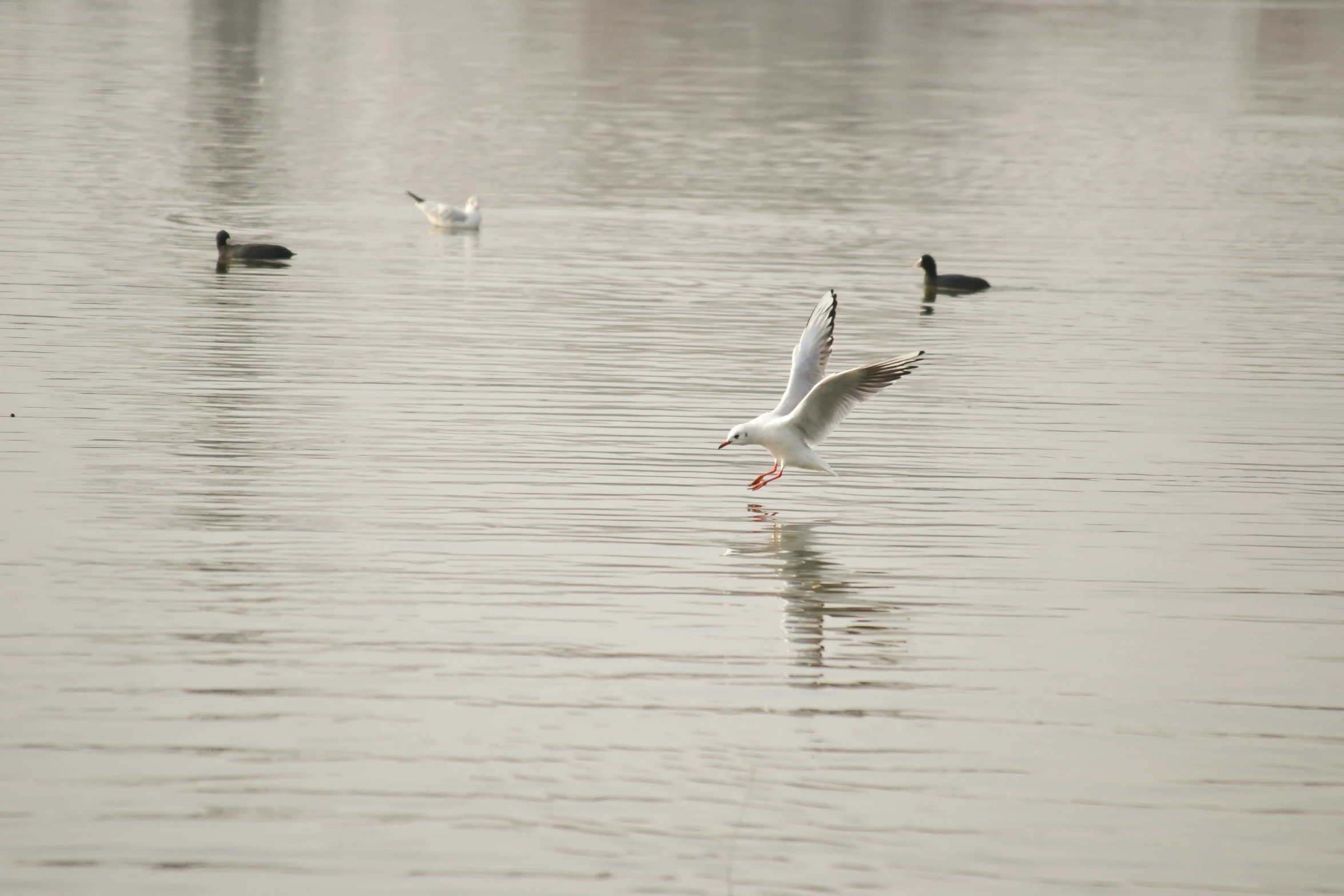 some birds are standing on a lake and a couple of ducks