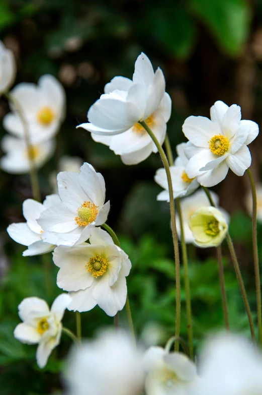 a field full of flowers that have many white flowers in the middle