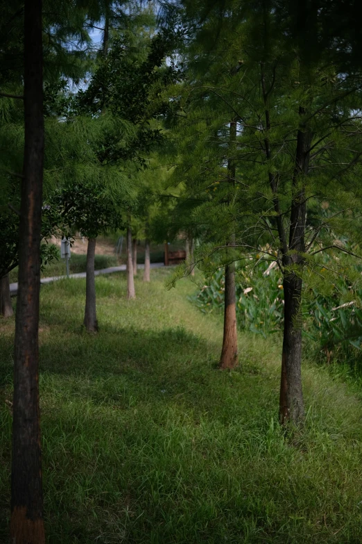 a group of trees and some grass in the forest